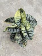 Alocasia Silver Dragon Variegata ø15, Huis en Inrichting, Kamerplanten, Overige soorten, In pot, Groene kamerplant, Halfschaduw