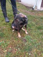 Regina-zachte moeder met een voorzichtig maar liefdevol hart, Dieren en Toebehoren, Honden | Niet-rashonden, Particulier, 1 tot 2 jaar