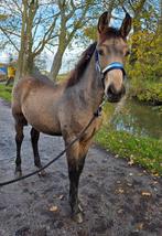Hengstveulen van eind maart 2025, Dieren en Toebehoren, Paarden, Niet van toepassing, Hengst, 165 tot 170 cm, Gechipt