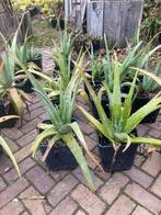 Aloé Vera planten, Ophalen, Overige soorten, In pot, Minder dan 100 cm