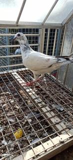 Postduiven schimmel duivin, Dieren en Toebehoren, Vogels | Duiven, Vrouwelijk, Postduif