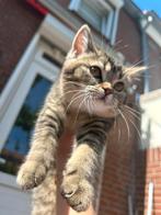 Britse korthaar poes, Dieren en Toebehoren, Katten en Kittens | Raskatten | Korthaar, Poes, Ontwormd