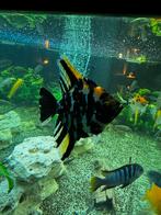 Maanvissen te koop., Vis