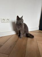 Lieve poes Miya (6 jaar) zoekt een nieuwe baasje, Dieren en Toebehoren, Katten en Kittens | Raskatten | Korthaar, Poes