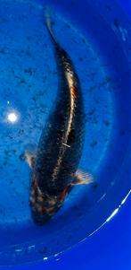 Prachtige koi, Karper of Koi