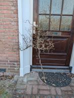 Paastak krulhazelaar, Ophalen