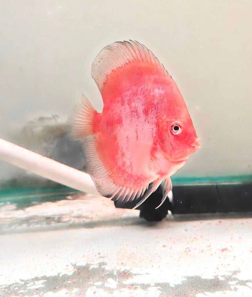 Discus koi angel, Dieren en Toebehoren, Vissen | Aquariumvissen, Vis, Zoetwatervis, Schoolvis
