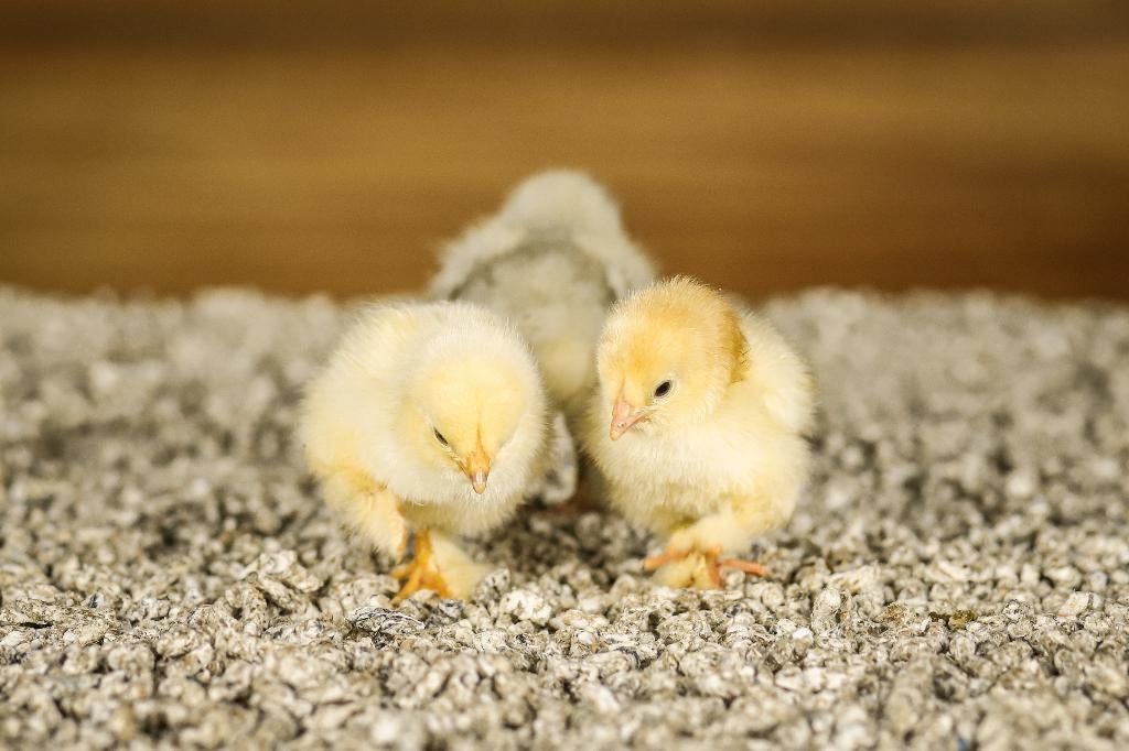 Brahma groot kippen kuikens | Gesekst en Ingeënt, Vrouwelijk, Kip