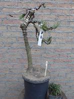 Bonsai: Pinus nigra (literatie-stijl), Tuin en Terras, Planten | Bomen, Ophalen, Bloeit niet, Halfschaduw, Overige soorten