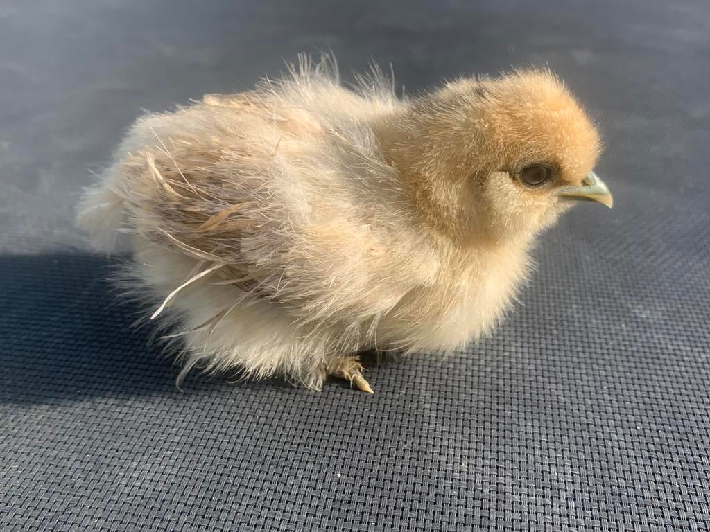 USA zijdehoen kuikens (hennetjes), Dieren en Toebehoren, Vrouwelijk, Kip