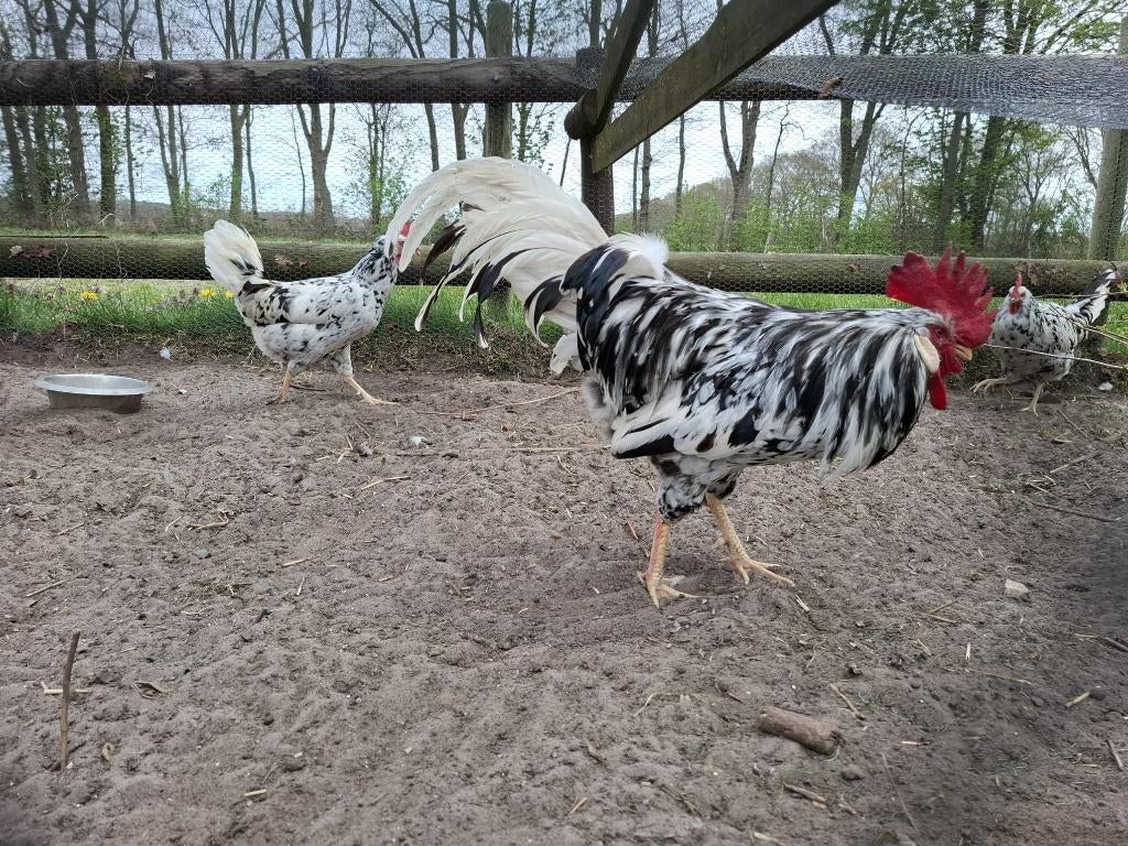 Broedeieren Bonte Leghorn, Dieren en Toebehoren, Pluimvee, Geslacht onbekend, Kip