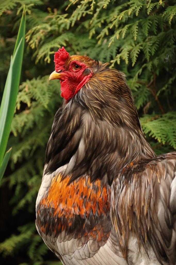 Stoere Brahma haan, Mannelijk, Kip