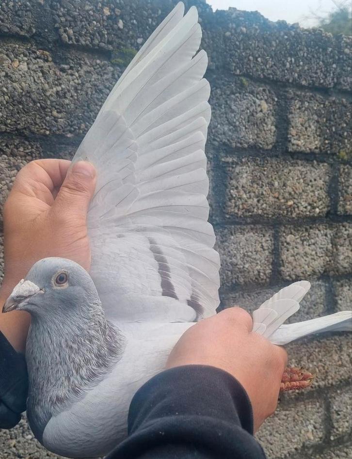 Postduif Super inbred "KITTEL", Dieren en Toebehoren, Vogels | Duiven, Postduif, Mannelijk