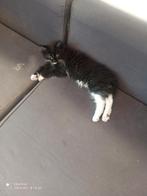 Russische Maine Coon kittens met stamboom, Meerdere dieren, Met stamboom, 0 tot 2 jaar