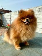 Pomeriaan Orange Sable, Parvo, Keeshond, 1 tot 2 jaar, Teef