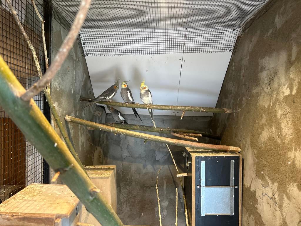 2 koppels valkparkieten, Dieren en Toebehoren, Vogels | Overige Vogels, Meerdere dieren