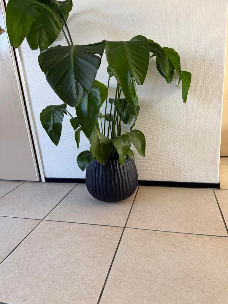 plant met pot te koop!, Huis en Inrichting, Kamerplanten, 100 tot 150 cm, Overige soorten, In pot, Groene kamerplant