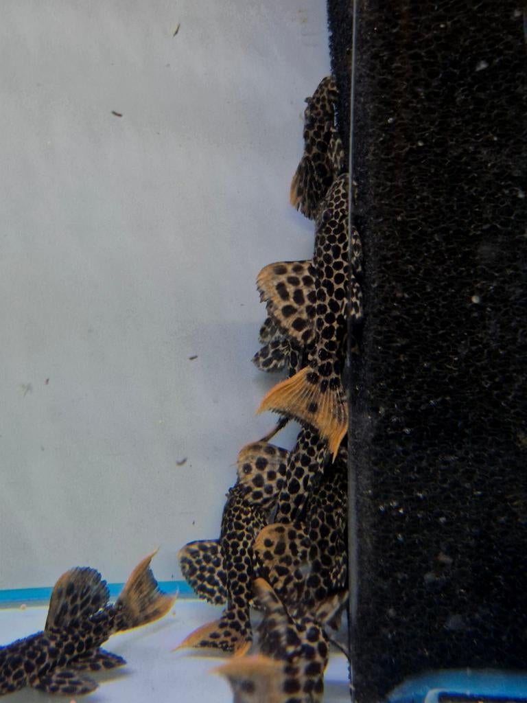L114 Pseudacanthicus Leopardus, Dieren en Toebehoren, Vissen | Aquariumvissen, Vis, Zoetwatervis