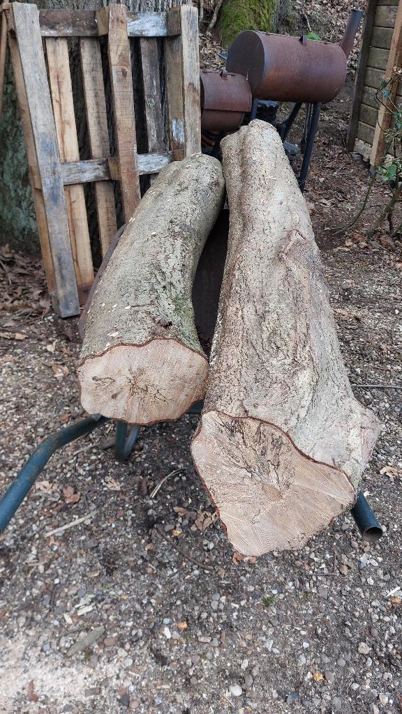 Hazelaar stammen, Ophalen, Overige typen, Nieuw, 50 mm of meer