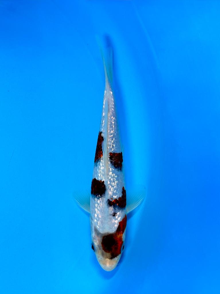 HQ Ginrin Budo Goromo incl Certificaat Marushin Japanse Koi, Karper of Koi