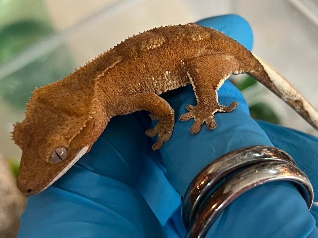 lieve oranje wimpergekko, ciliatus (TF8) Crested Gecko - unknown for sale from Jarrah