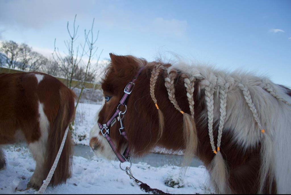 Lease pony met les mogelijkheden, Ophalen, Zo goed als nieuw