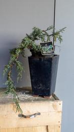 Bonsai Juniperus squamata cascade, Volle zon, Bloeit niet, Minder dan 100 cm, Overige soorten