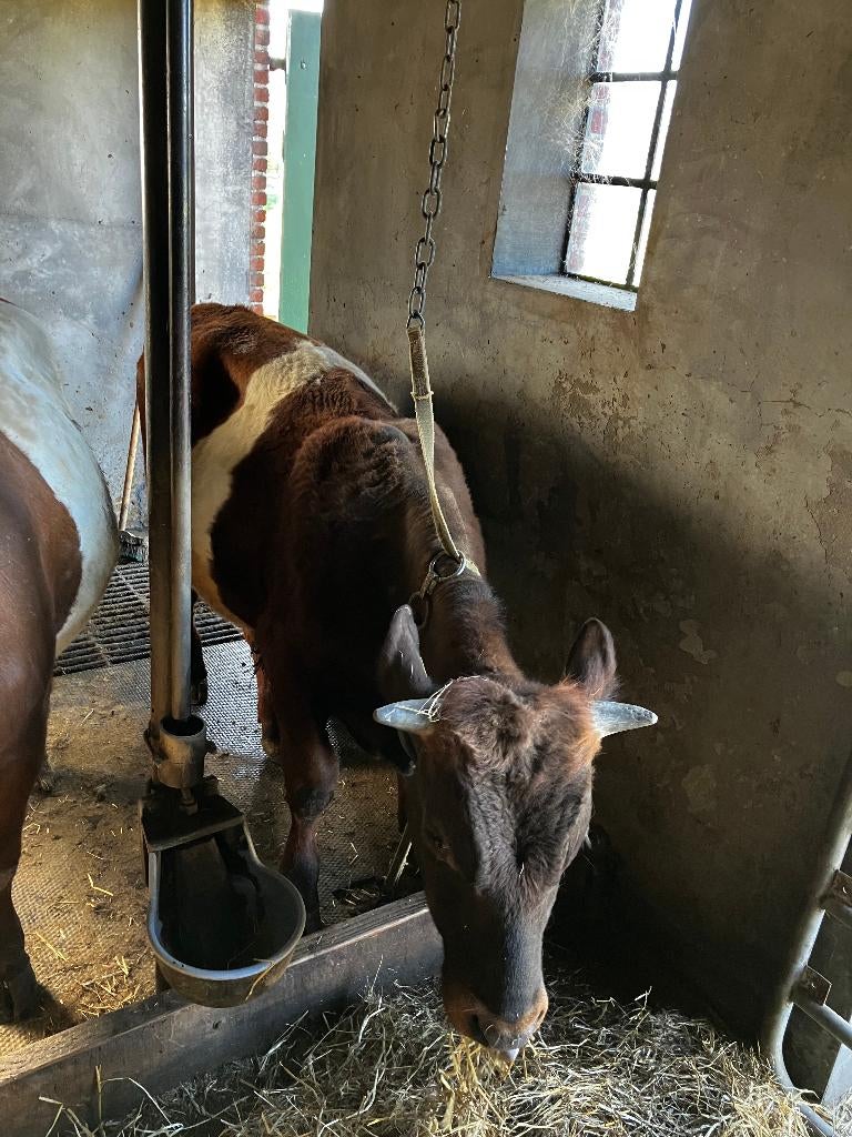 lakenvelder stiertje mei 2025, Dieren en Toebehoren, Mannelijk, 0 tot 2 jaar