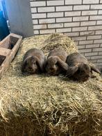 NHD hangoor konijntjes, Dieren en Toebehoren, Konijnen, Meerdere dieren, Dwerg, Hangoor, 0 tot 2 jaar