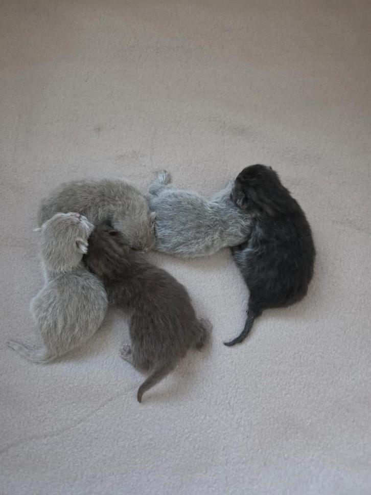 Britse korthaar kittens, Dieren en Toebehoren, Katten en Kittens | Raskatten | Korthaar, Meerdere dieren, Ontwormd, Ingeënt