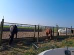 Aangeboden pensionstalling Nieuw Vennep, Dieren en Toebehoren, Stalling en Weidegang, Stalling, 2 of 3 paarden of pony's