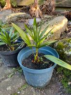 Winterharde palmboom., Tuin en Terras, Ophalen, Palmboom, Minder dan 100 cm