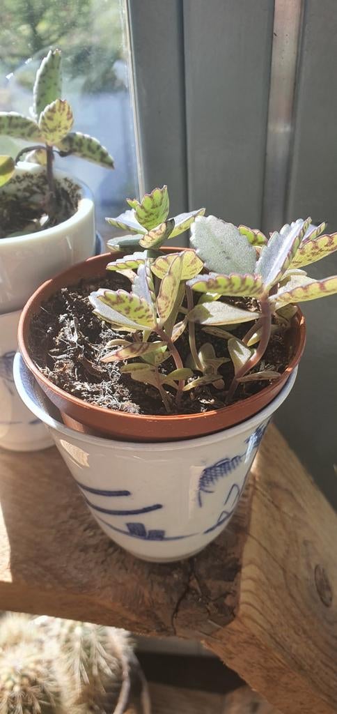 Mother of Thousands (Vetplant) - Grote stekjes, Ophalen, Vetplant, In pot, Minder dan 100 cm