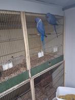 1 koppel halsband parkieten blauw fieolet, Meerdere dieren, Parkiet