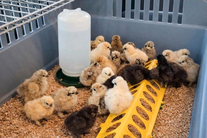 Zijdehoen kuikens, alleen hennen! Nog 2!, Dieren en Toebehoren, Pluimvee, Kip, Vrouwelijk