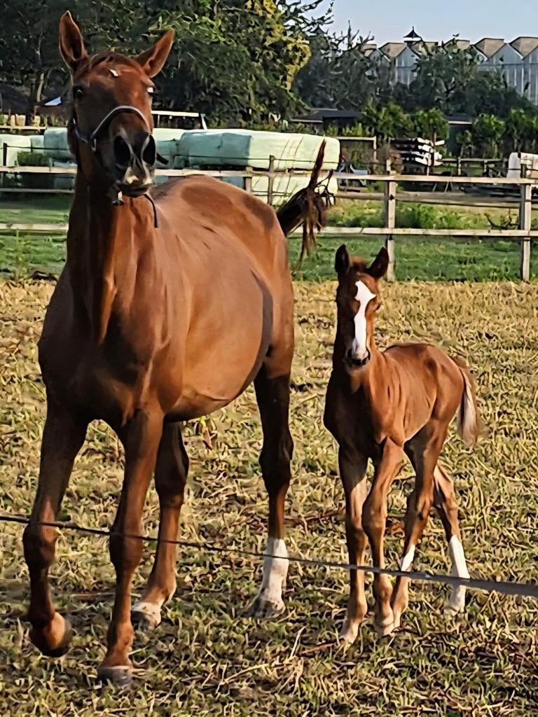 Fokmerrie 12jr dressuur (6jr niet gereden), Dieren en Toebehoren, Paarden, Merrie, Niet van toepassing, Dressuurpaard, 11 jaar of ouder