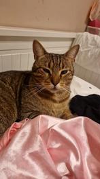 Lieve kat 6 jaar oud moet helaas weg ivm allergie, Dieren en Toebehoren