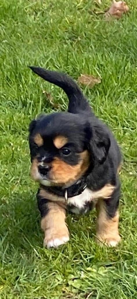 Cavelier pups zoeken nog een liefde vol huisje, Overige rassen, 8 tot 15 weken, Parvo, Meerdere