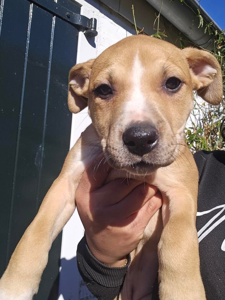 Stafford pup laatste!, Dieren en Toebehoren, 8 tot 15 weken, Parvo, Eén hond, Middel