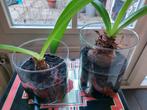 Gratis: 2 amaryllis bollen, Ophalen, Halfschaduw, Minder dan 100 cm