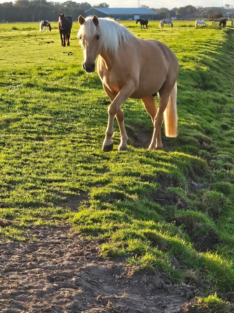 Verzorgster gezocht., Ophalen of Verzenden