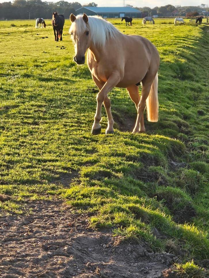 Verzorgster gezocht., Dieren en Toebehoren, Paarden en Pony's | Overige Paardenspullen, Ophalen of Verzenden
