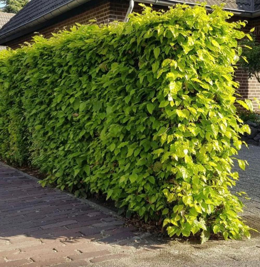 Struiken & hagen UIT VOORRAAD LEVERBAAR, Ophalen of Verzenden, Beukenhaag, 100 tot 250 cm