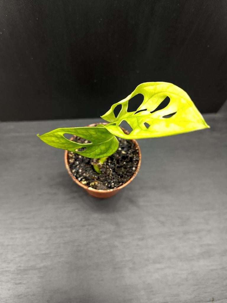 Monstera adansonii stekje 6, Ophalen, Overige soorten, Halfschaduw, Minder dan 100 cm