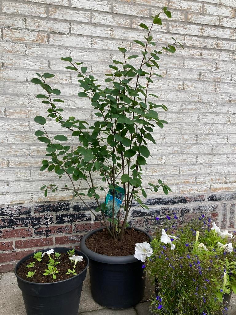 ==SUPER== Krentenboom meerstammig Amelanchier lamarckii, Tuin en Terras, Volle zon, Lente, 100 tot 250 cm, Overige soorten