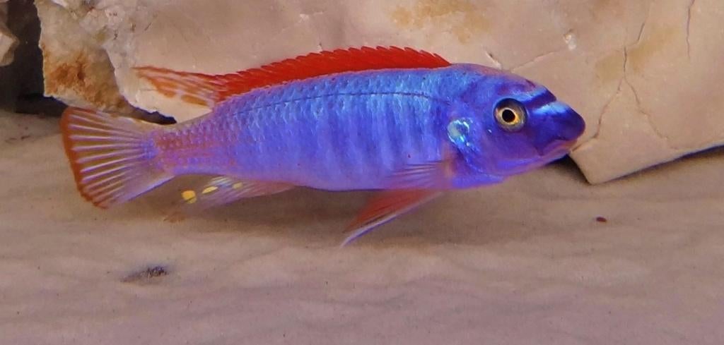 Labidochromis Thumbi West Malawi Cichliden, Vis, Schoolvis