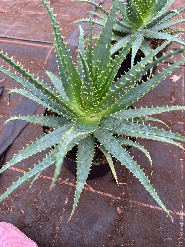 Aloe Arborescens pot19cm, Ophalen of Verzenden, Overige soorten, Volle zon