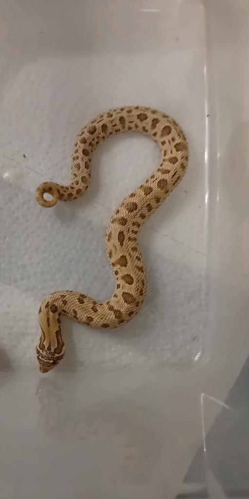 0.1 Heterodon nasicus haakneus nk 25 Hognose Snake - female for sale from Jacco