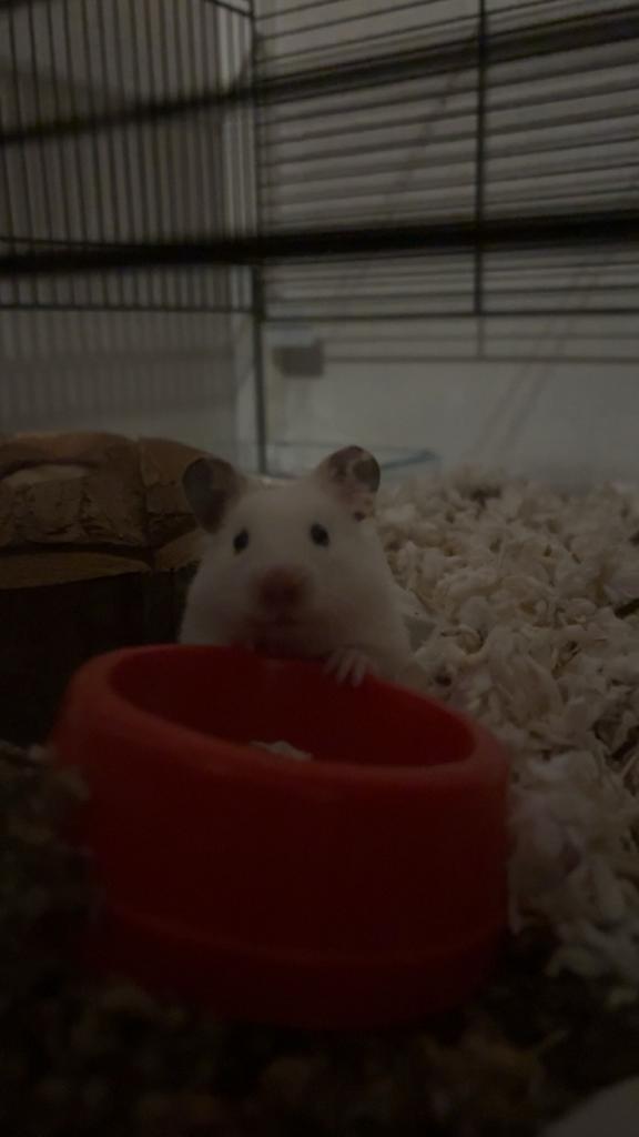 Goudhamster met kooi, Dieren en Toebehoren, Knaagdieren, Hamster, Vrouwelijk, November, Tam