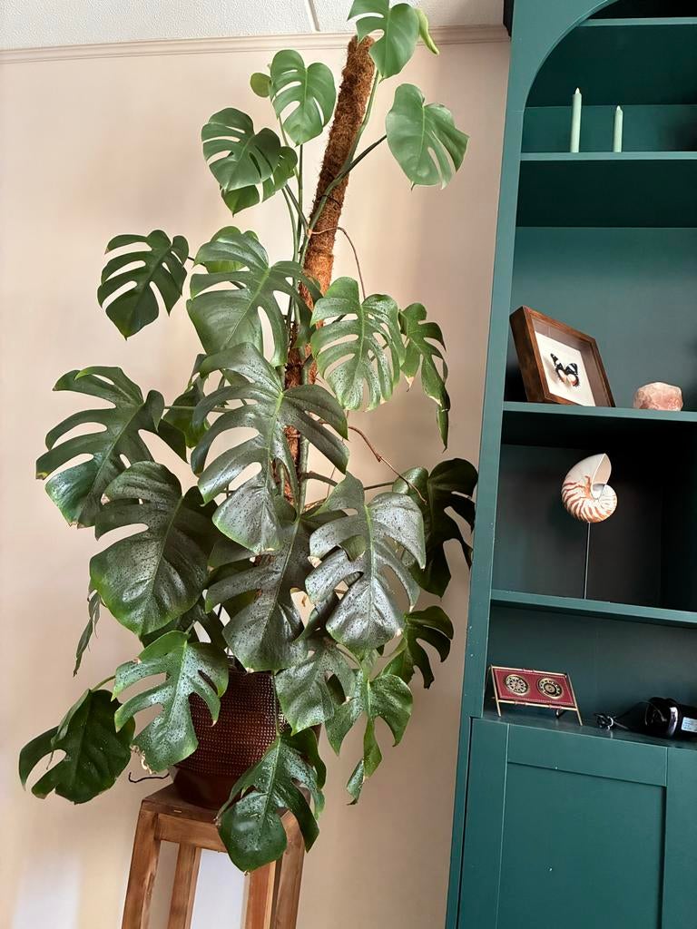 Grote Monstera op mosstok - +/- 1.70m hoog, Ophalen, Overige soorten, Halfschaduw, 150 tot 200 cm